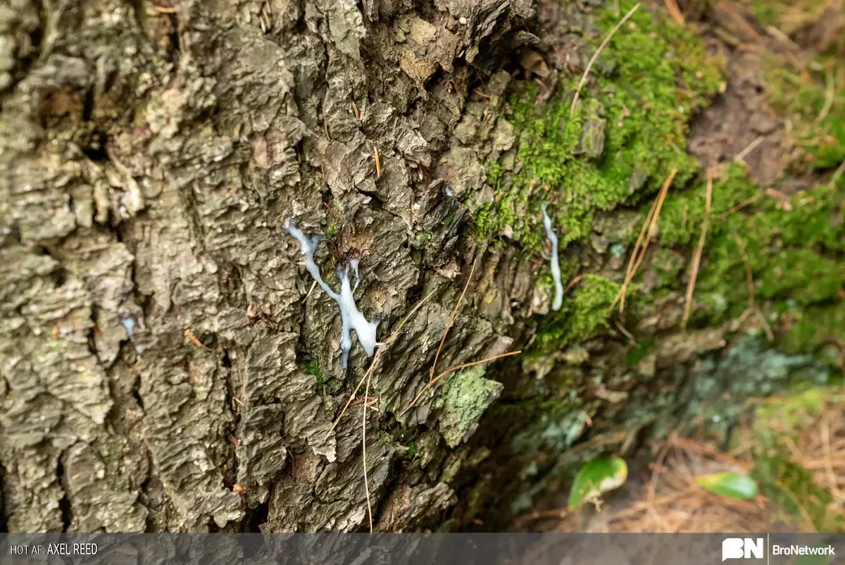 Meet The Extremely Sexy Lumberjack Axel Reed 20